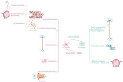 Inflammatory role of microglia in brain injury caused by subarachnoid hemorrhage